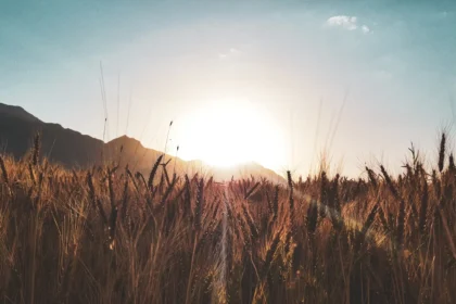 brown grass field near mountain during daytime